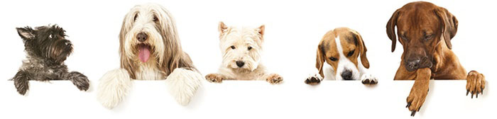 Pet Shop en Banfield zona sur
